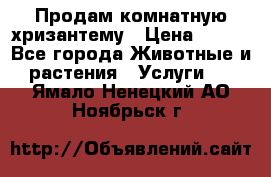 Продам комнатную хризантему › Цена ­ 250 - Все города Животные и растения » Услуги   . Ямало-Ненецкий АО,Ноябрьск г.